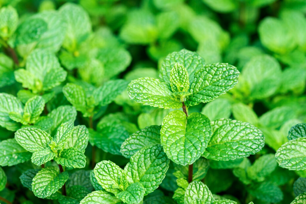 春のサウナに清涼感を！ペパーミントでシャキッとととのうアロマ術